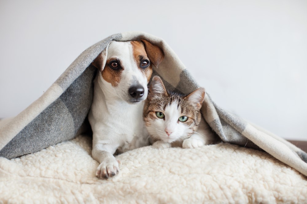 The Steps You Need To Take When Allowing Pets